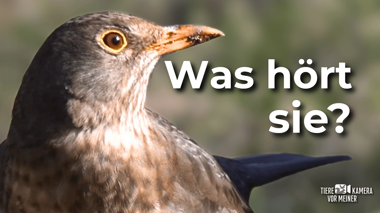 Warum bleibt dieses Amsel-Weibchen plötzlich stehen?