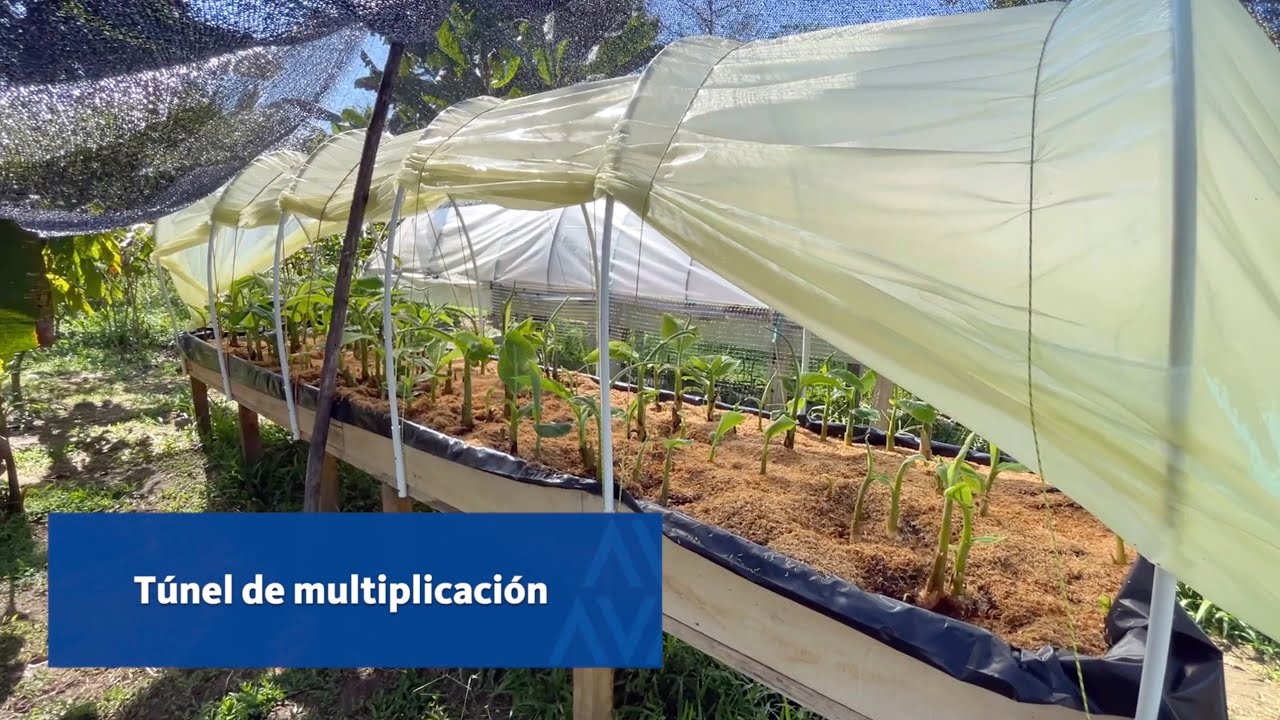 Túneles de multiplicación rápida de semilla de plátano