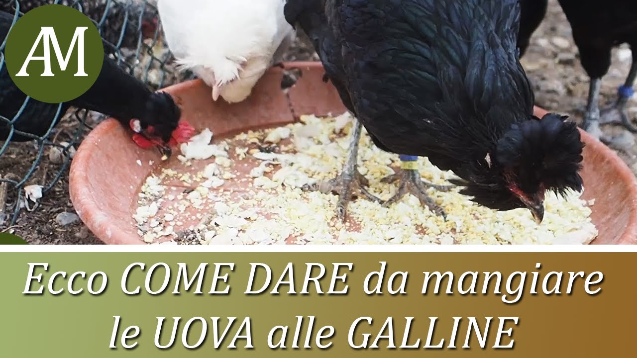 Come dare da mangiare le uova ai polli - Avicoltura e Pollaio