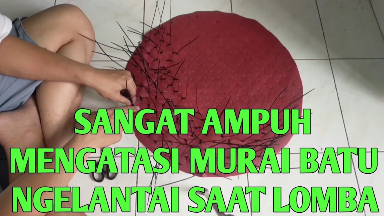 CARA MEMBUAT JEBAKAN SUPAYA MURAI BATU TIDAK TURUN SAAT LOMBA