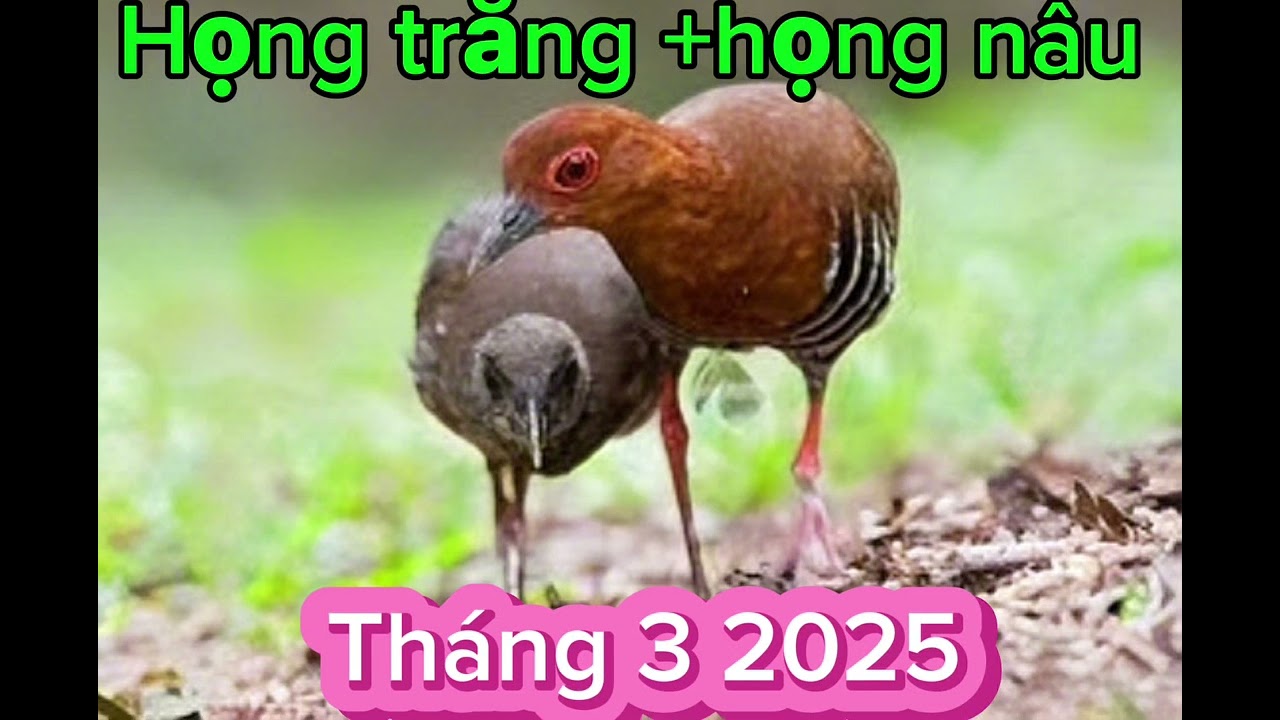 Tiếng chim họng trắng +họng nâu mùa giải 2025