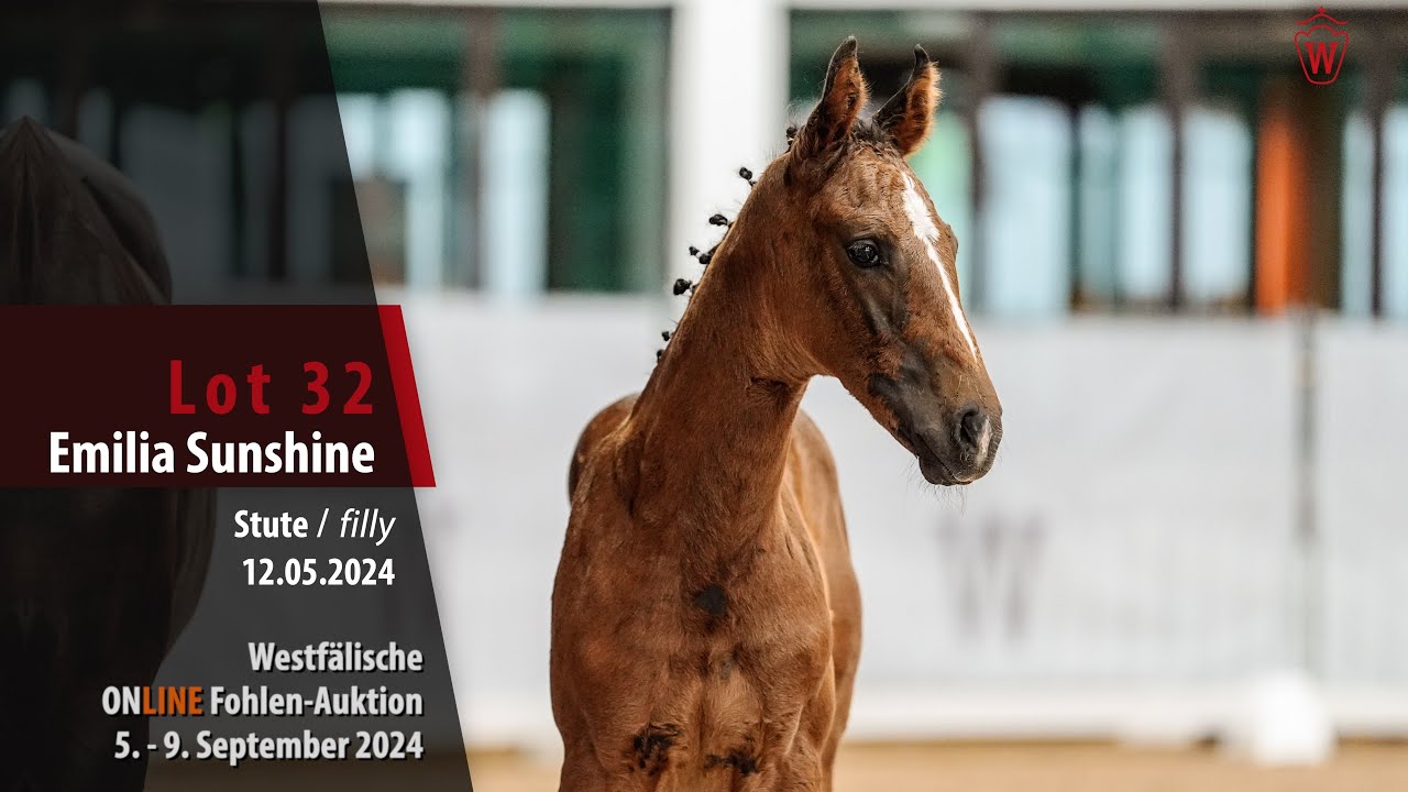 15_ONLINE Fohlen-Auktion Lot 32 Emilia Sunshine Stute v. Emiliano - Dancier