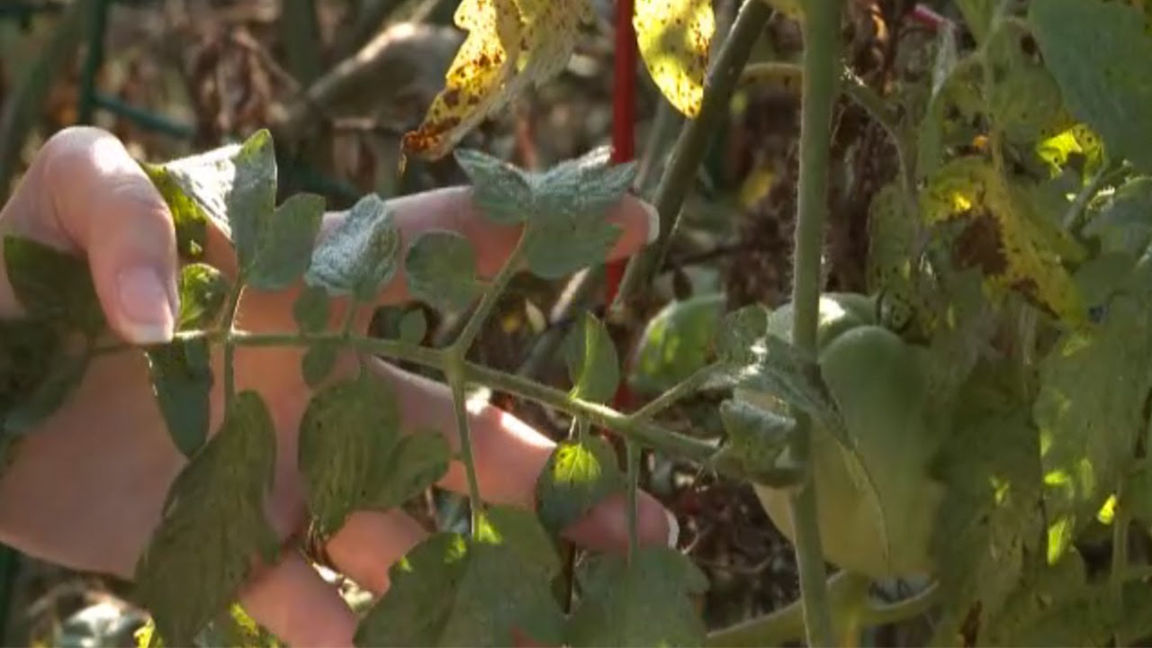 Tomato Diseases and Problems - Part 1
