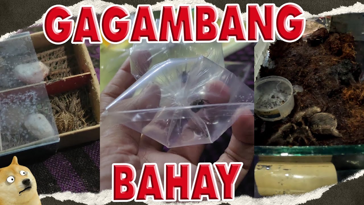 GAGAMBANG BAHAY UBRA KAYA ILABAN?