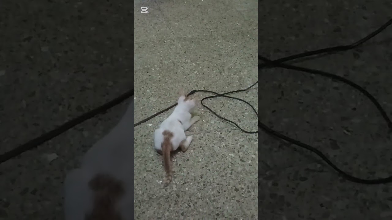 rescue cat from sewer.amazing