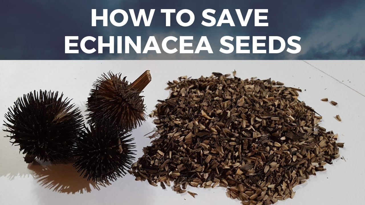 How to Save Echinacea seeds: quick and easy way for how to save coneflower seeds
