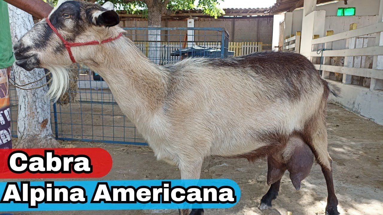 CABRAS LEITEIRAS ALPINA AMERICANA NO TORNEIO LEITEIRO (PARTE 1) ALTA PRODUÇÃO DE LEITE #cabras