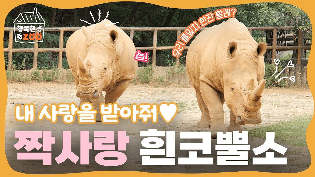 내 사랑을 받아줘💓 짝사랑 흰코뿔소🦏