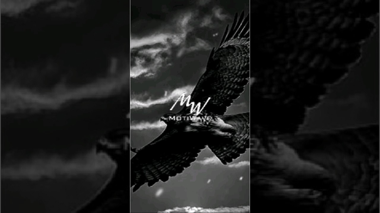 Fly Fearless Like a Hawk: Soaring to Success with Determination. #shortsfeed #quotes #hawks