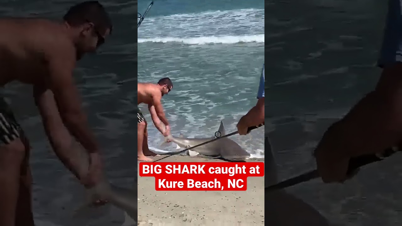 BIG SHARK caught in Kure Beach, NC
