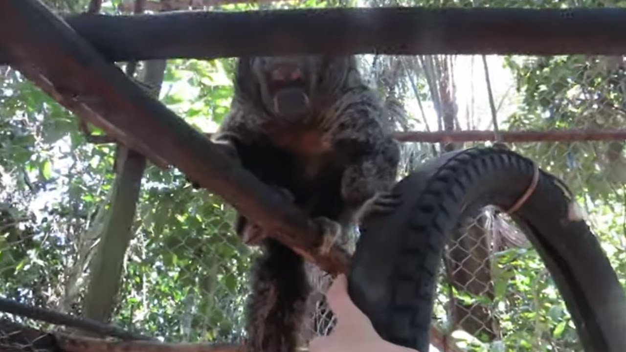 Rescued Saki Monkey wants to befriend caretaker