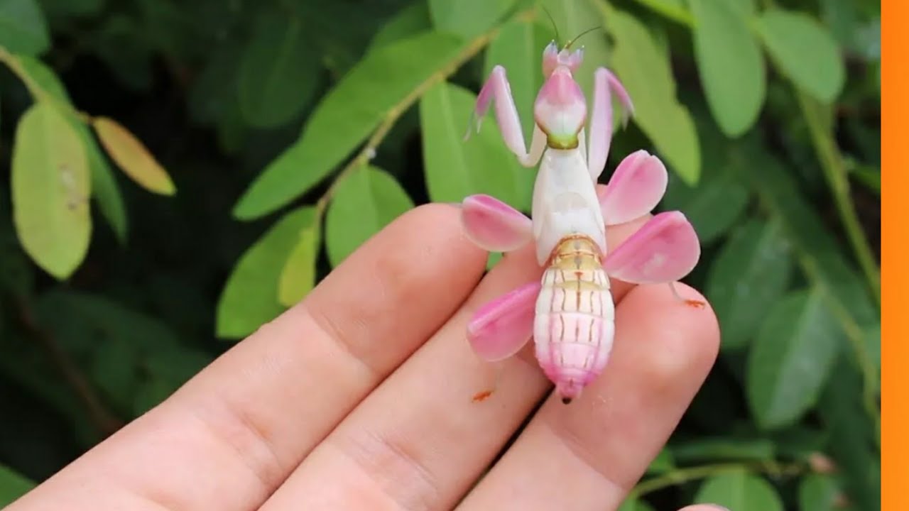 Louva Deus Orqu&iacute;dea o inseto ex&oacute;tico mais bonito do mundo