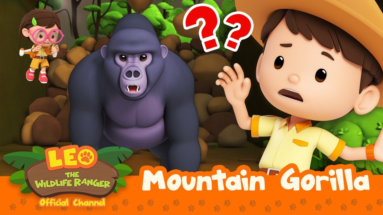 The leader of the MOUNTAIN GORILLAS is LOST! | Leo the Wildlife Ranger | Kids Cartoon | #compilation