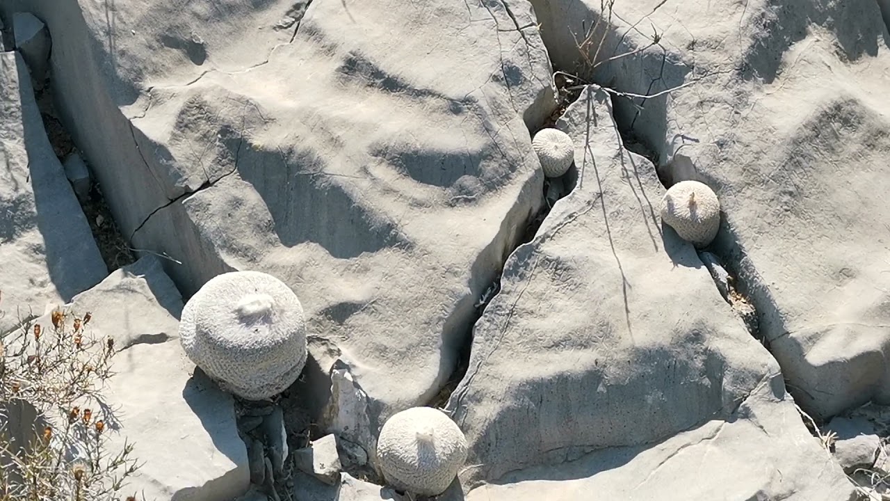 Cactáceas en Hábitat: Epithelantha ilariae