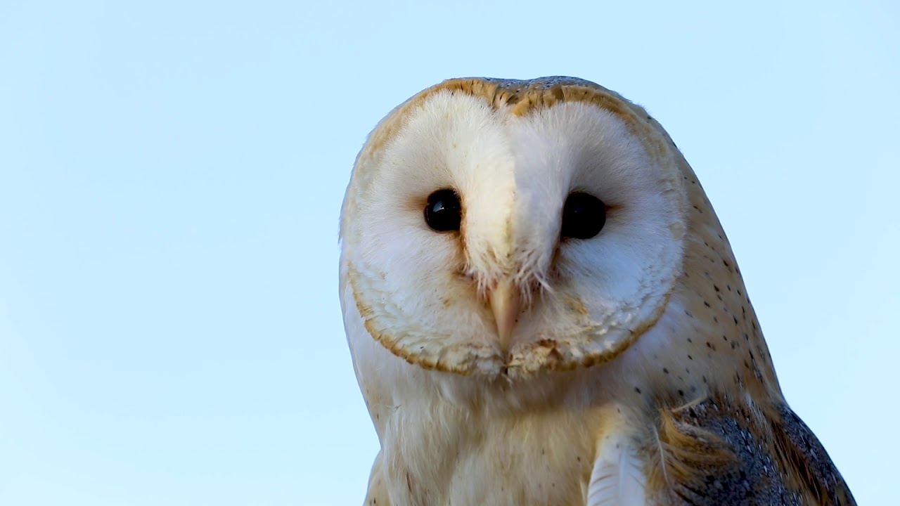 Barn Owl Reintroduction FKNK Project Promo