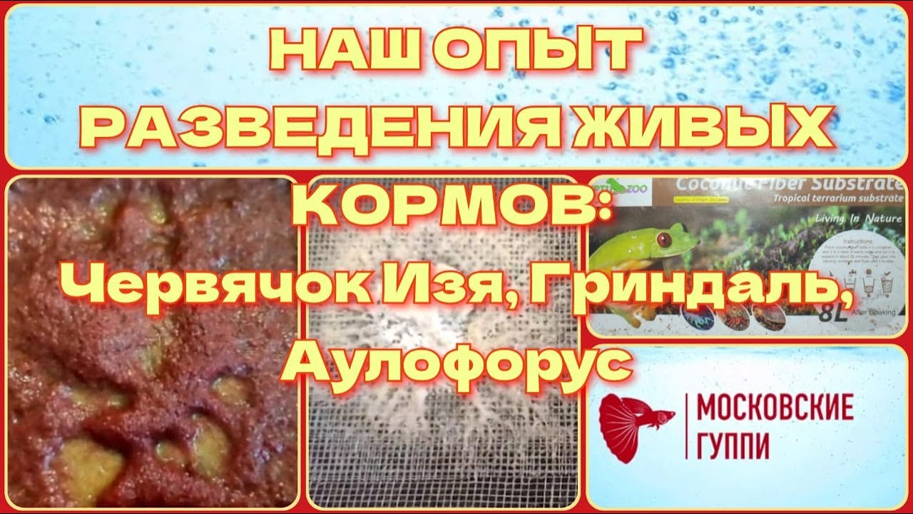 НАШ ОПЫТ РАЗВЕДЕНИЯ ЖИВЫХ КОРМОВ ДЛЯ ГУППИ: ДОМАШНИЙ ТРУБОЧНИК, АУЛОФОРУС, ГРИНДАЛЬ.