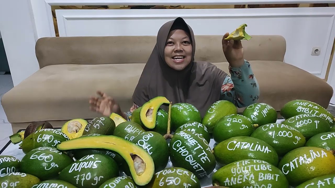 SUDAH TERBUKTI VARIAN ALPUKAT INI LAYAK DIKEBUNKAN DI INDONESIA