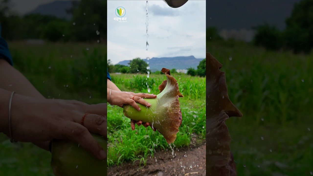 सुरणाच्या फुलाची भाजी. Recepie Of Elephant foot yam flower