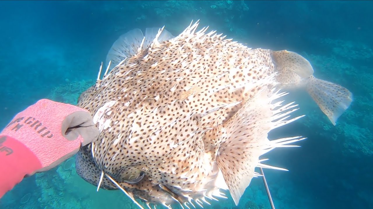 巨大なハリセンボンを獲って食べる