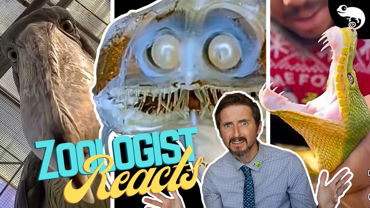 Zoologist Reacts To Viral Animal TikTok