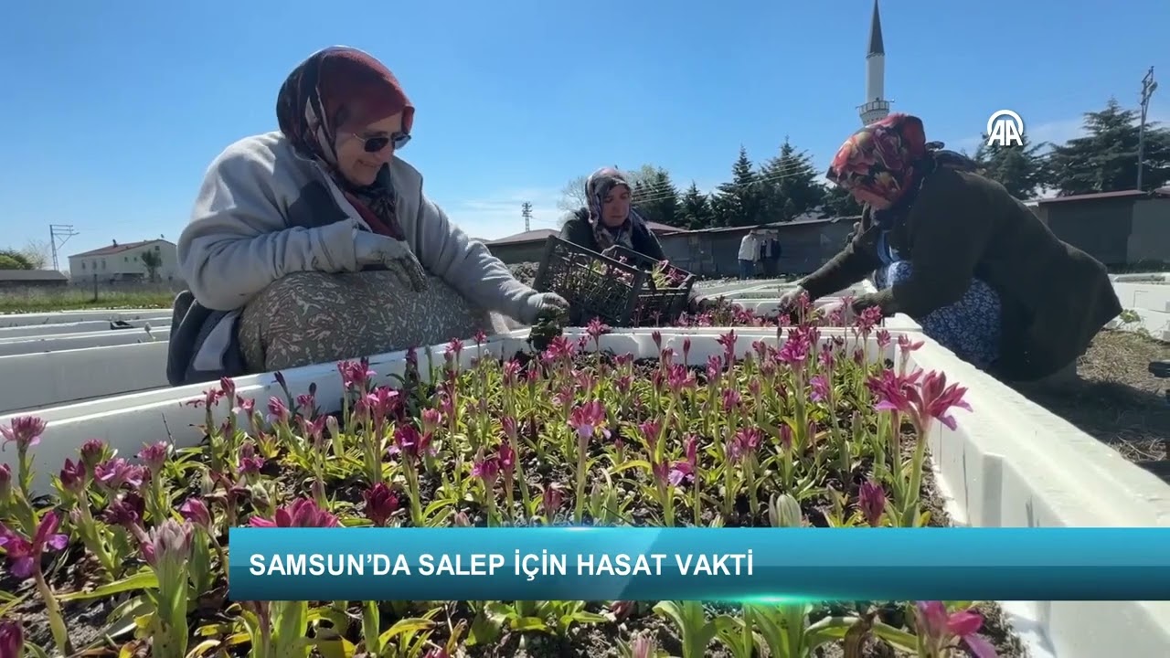 Samsun&rsquo;da salep i&ccedil;in hasat vakti
