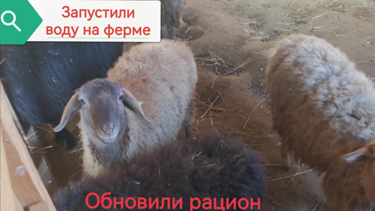 Запустили воду! Рацион овец #катумскиеовцы #овцеводство 