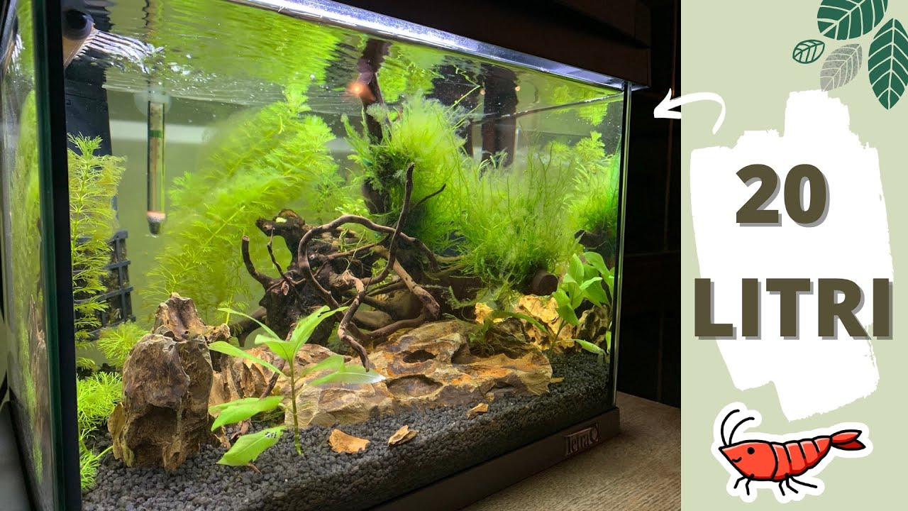 Come Allestire un Caridinaio | 20l Caridine Red Cherry | Aquarium Set Up