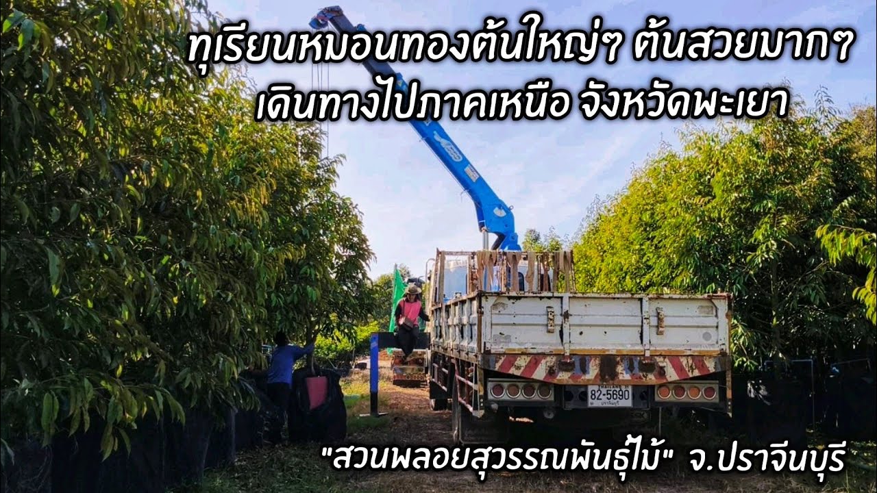 ทุเรียนหมอนทองต้นใหญ่ๆ ต้นสวยมากๆ เดินทางไปภาคเหนือจังหวัดพะเยา 