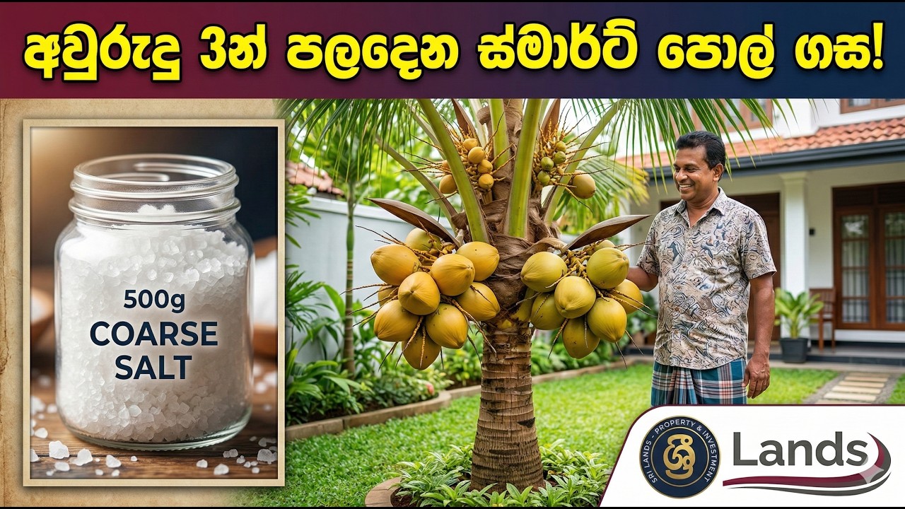 💸 වසර 3කින් පලදාව: කුඩා ගෙවත්තෙන් මාසික ආදායමක් ගෙනෙන ස්මාර්ට් වගාව!