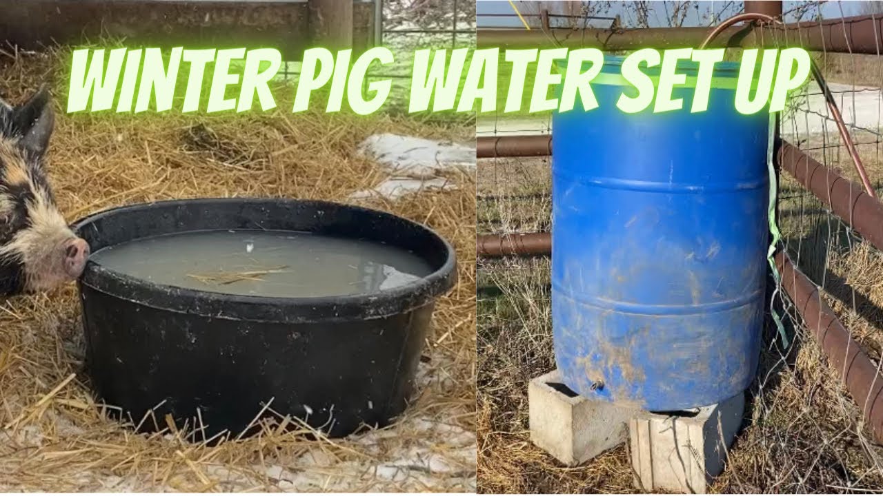 Winter pastured pig water set up for Southern Missouri (zone 6)