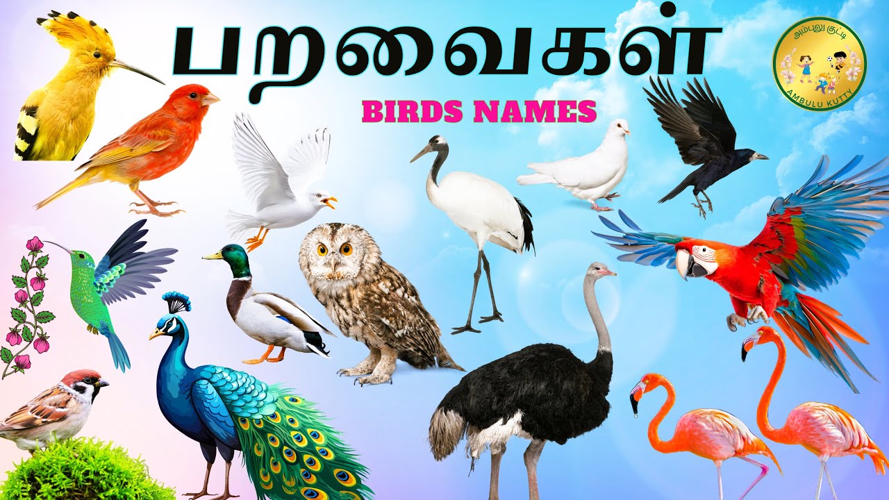 குழந்தைகளுக்கான பறவைகளின் பெயர்கள் | Birds name in Tamil | #பறவைகள் | #tamilrhymes | @AmbuluKutty