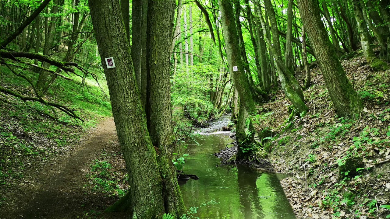 Oberes Baybachtal - 2018