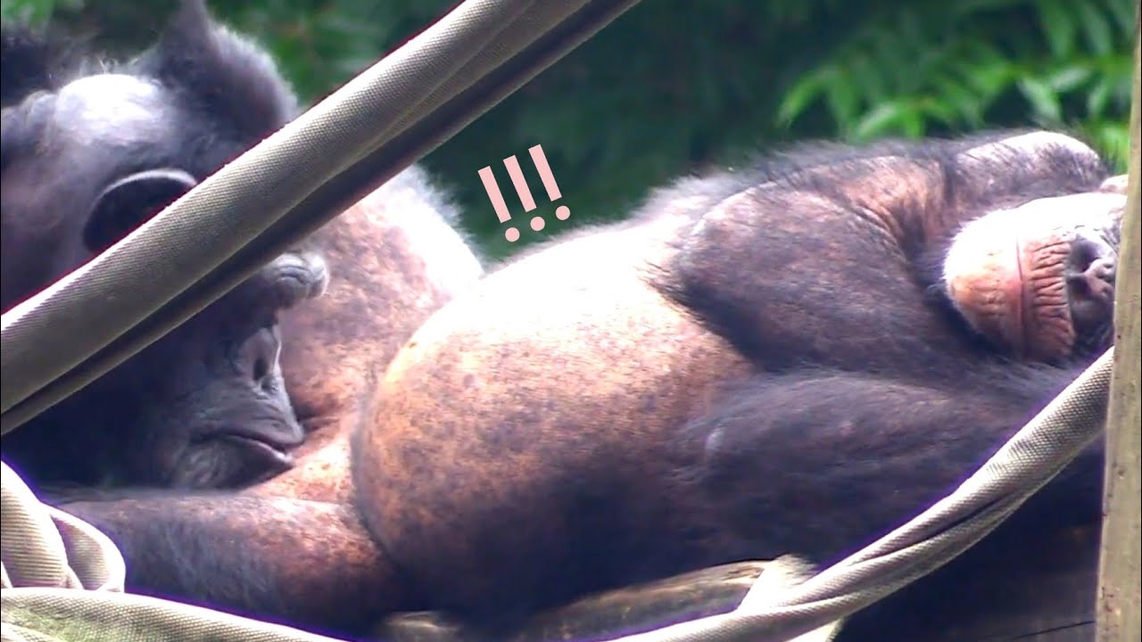 !!#шимпанзе🐵Chimpanzee Daily|Taipei zoo#黑猩猩 #chimpanzee #animals #台北市立動物園 #zoo