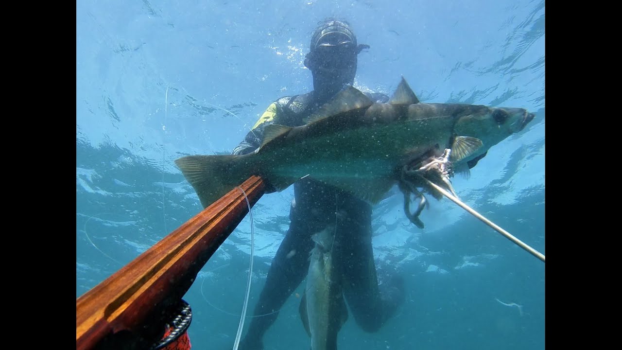 Chasse sous marine : Les lieus du Finistère (Bretagne)