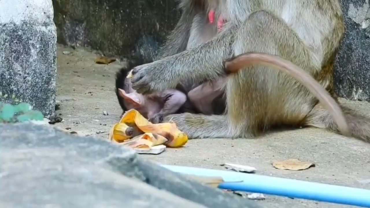 monyet kecil itu senang karena dibiarkan oleh ibunya