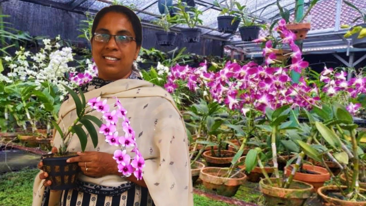 സ്വയം തൊഴിലിന് ഒപ്പം. ഓർക്കിഡ് ചെടികളെ പരി ചരിക്കാൻ ഒരു അവസരവും