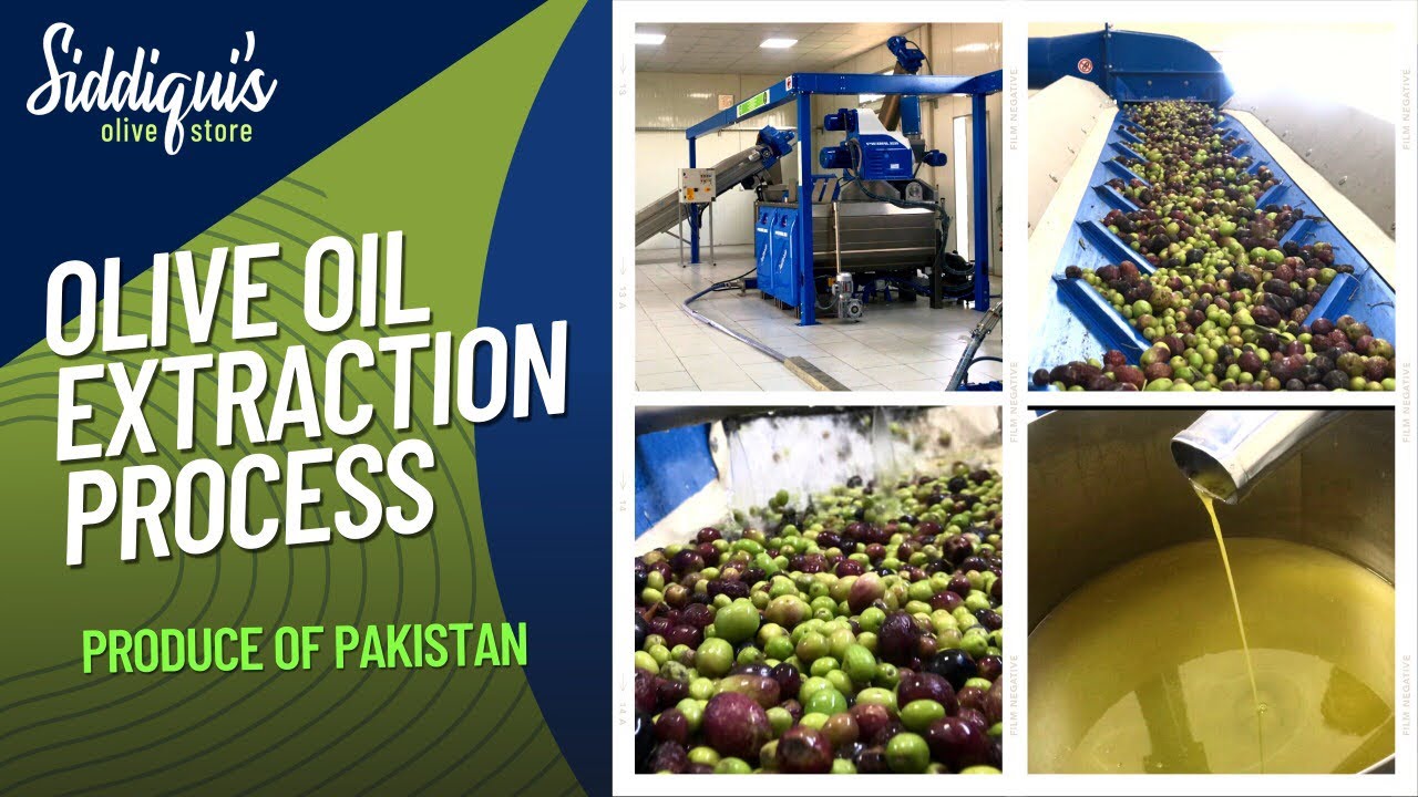 Olive Oil Extraction Process - Produce of Pakistan