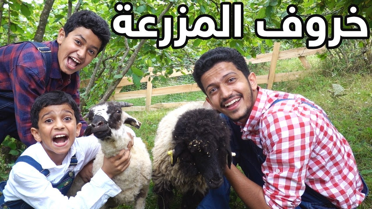 شرينا خرفان للمزرعة🐑