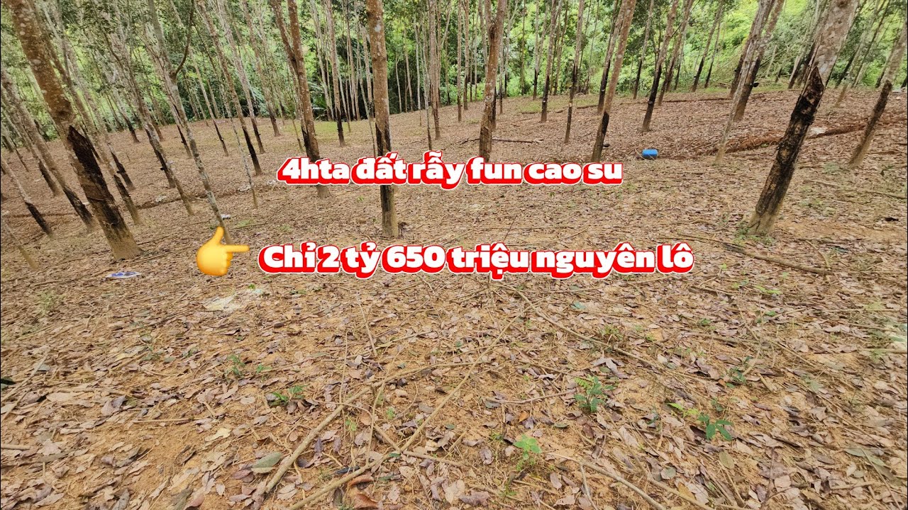[ ĐÃ BÁN]   4hta đất rẫy fun cao su đang cạo giá siêu rẻ