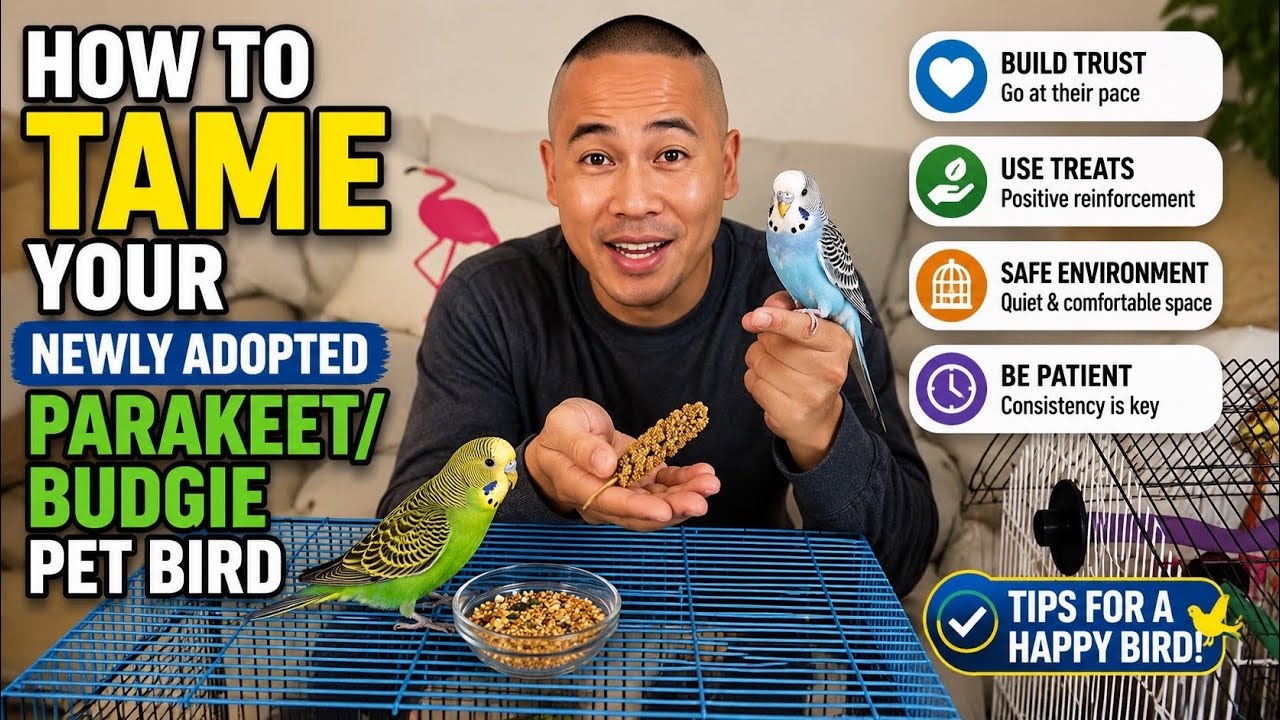 How to Tame Your Newly Adopted Parakeet/Budgie Pet Bird