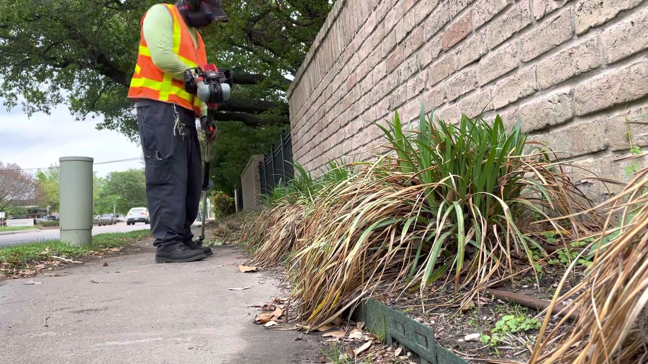 Trimming down liriope plant (I believe it was just over 100 plants)