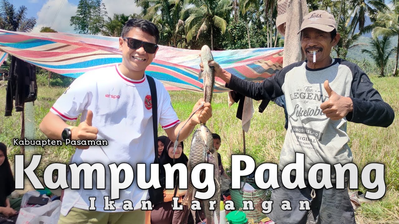 Tradisi Panen Ikan Lubuk Larangan Kampung Padang Pasaman #visitingsumbar