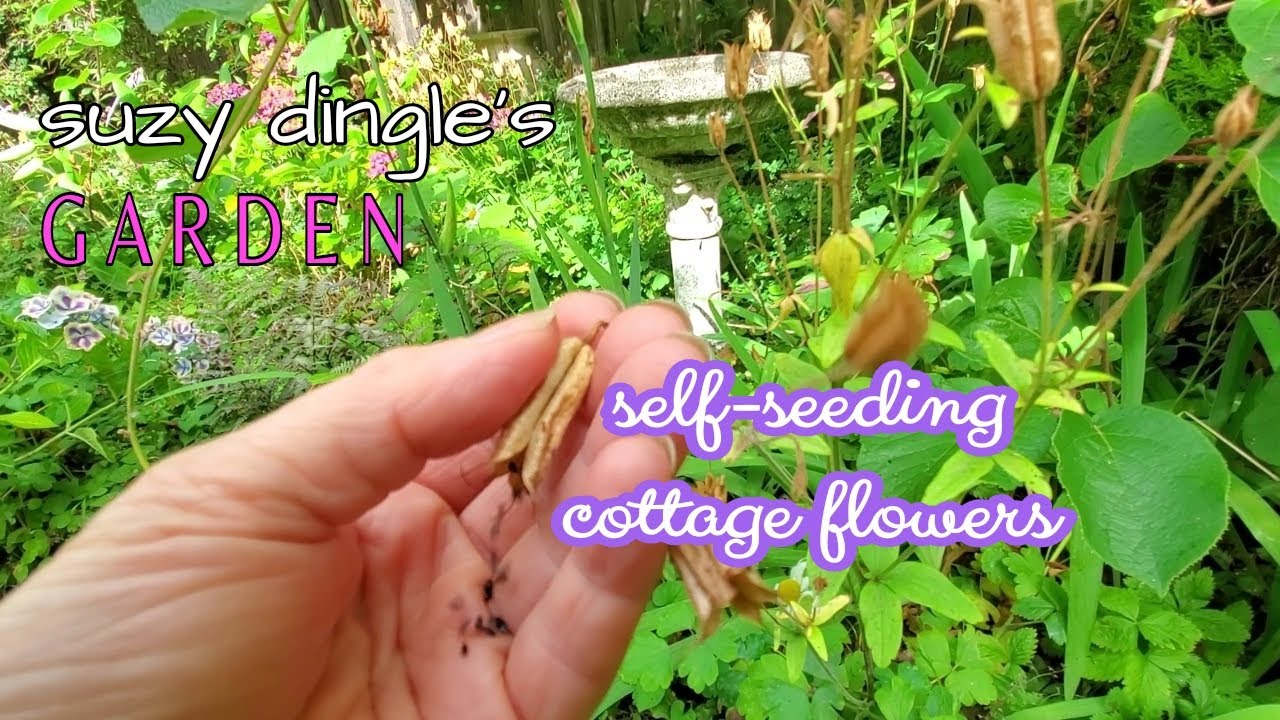 Flowers that Sow Themselves : Collecting Seeds in the Fall Cottage Garden