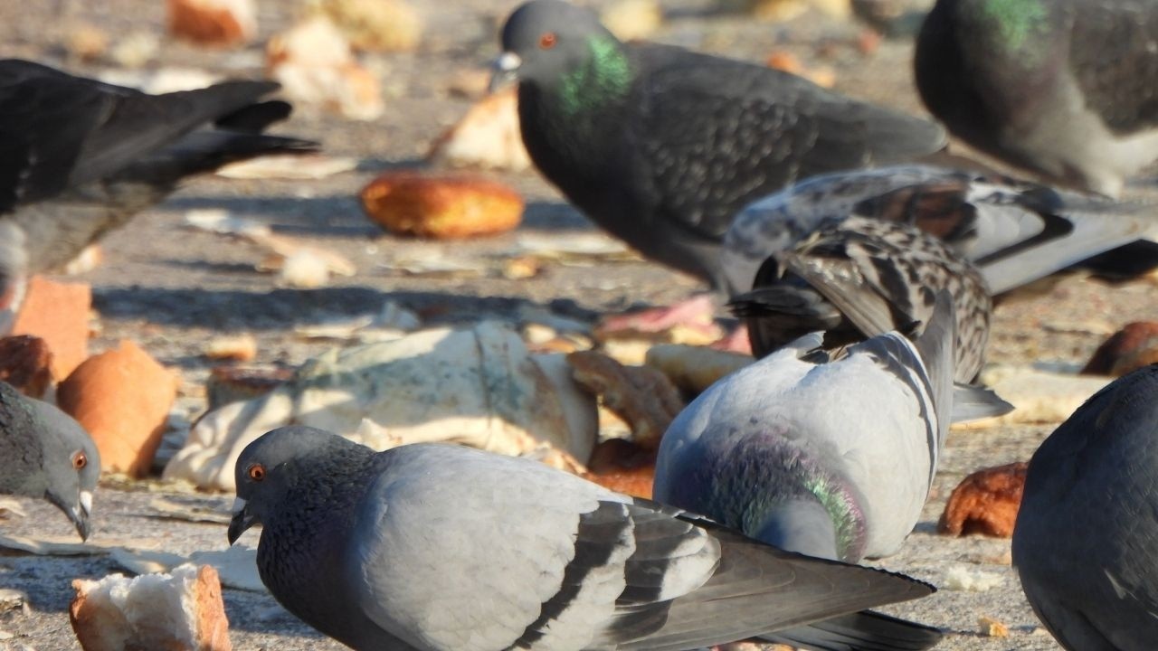 Colorful pigeons ate bread, rice, and wheat | Relaxing Birds