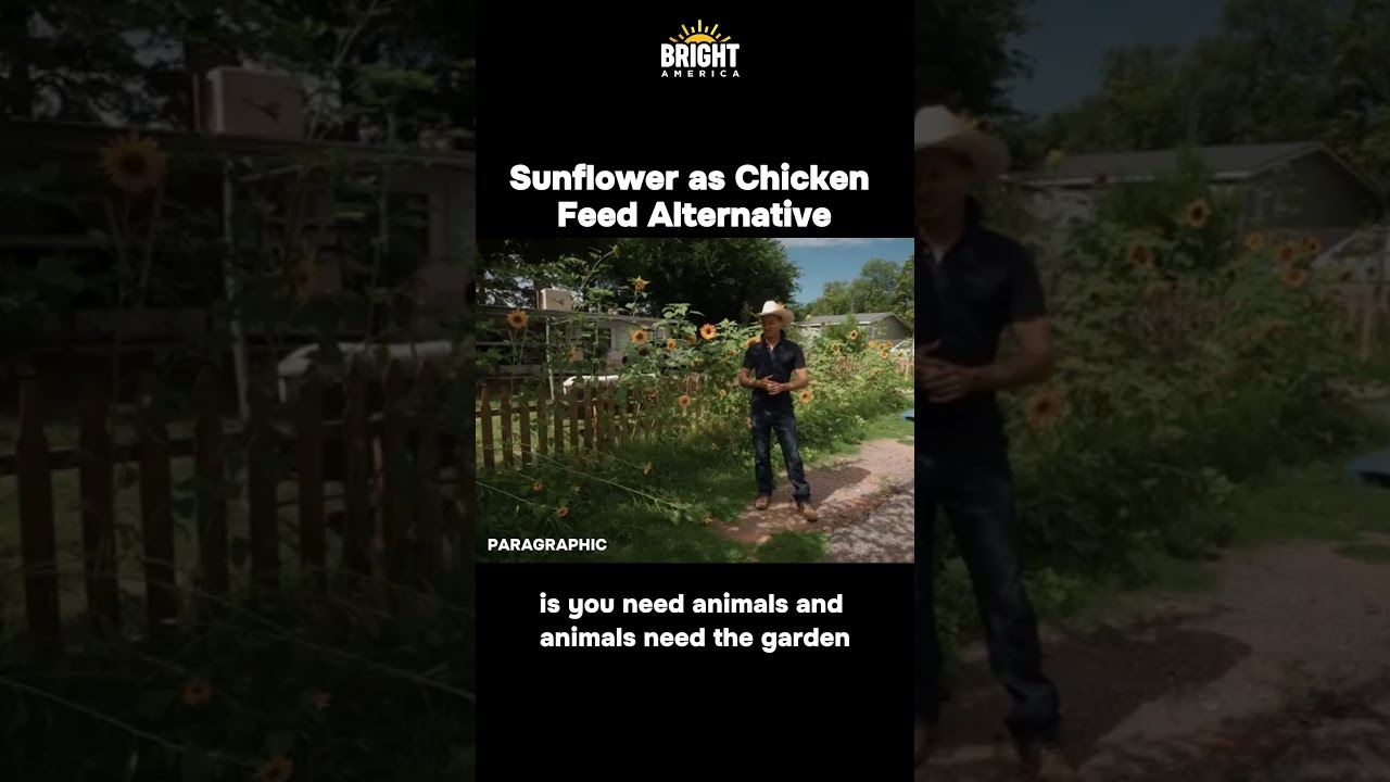 Sunflower as Chicken Feed Alternative