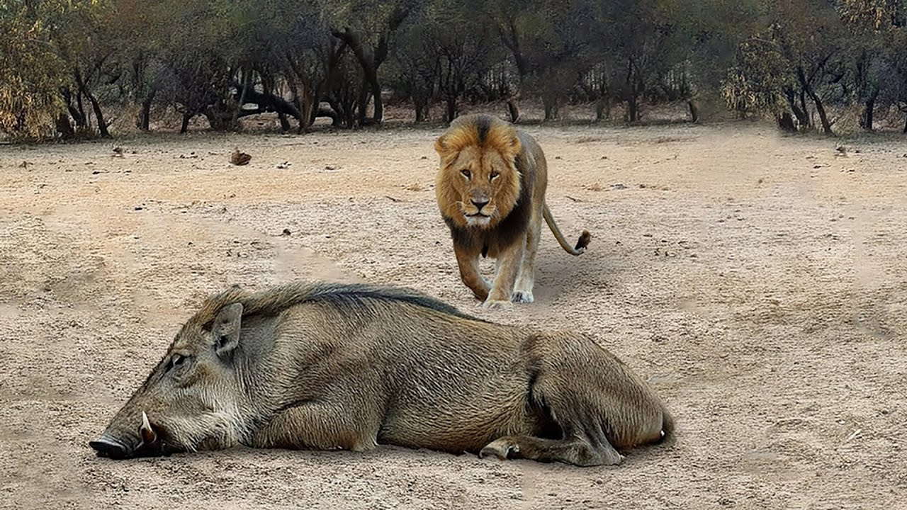 Cuando El Le&oacute;n Atac&oacute; Al Jabal&iacute;... Pag&oacute; Un Precio Muy Alto