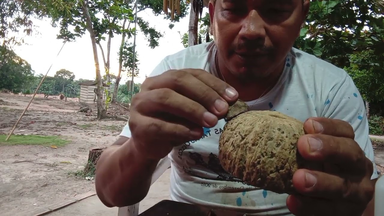 Artesanato em ouriço da castanha do Pará