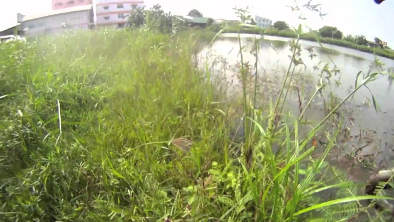 How to catch striped snakehead with Charlie Brewer's Slider Worm