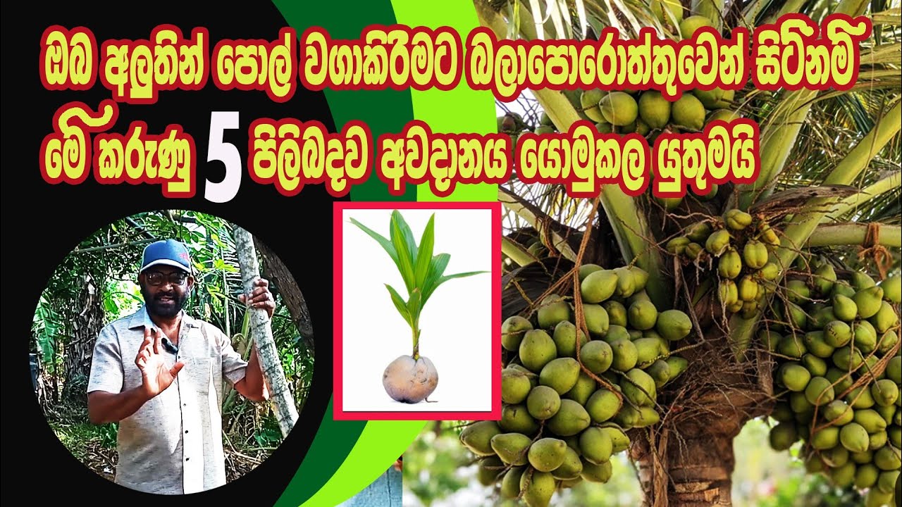 පොල් වගාකිරීමට බලාපොරොත්තු වන්නේ නම් මේ කරුනු 5 පිලිබද අවධානය  යොමුකලයුතුමයි. / Agri view
