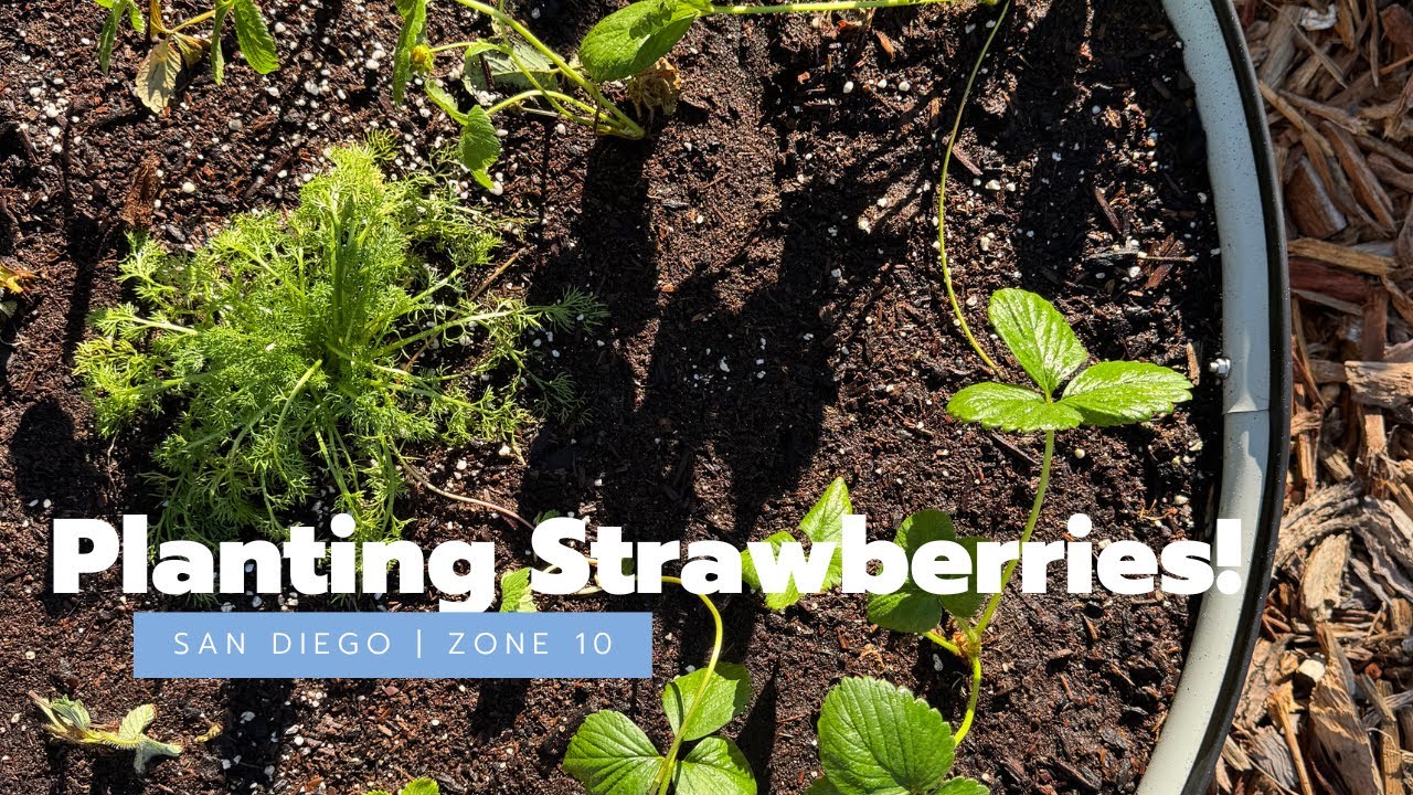 Chamomile in strawberry beds? Let’s do it!